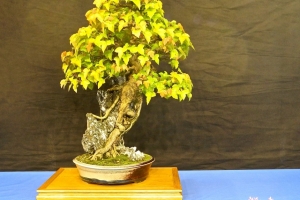DSCN2070