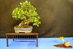 DSCN2071