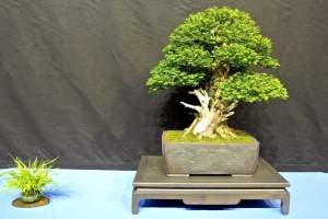 DSCN2077