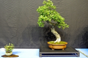 DSCN2078